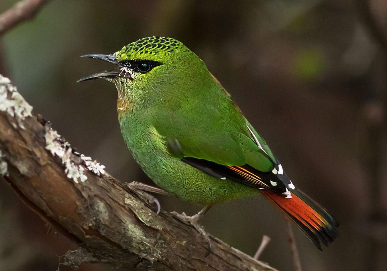 Fire-tailed Myzornis.jpg