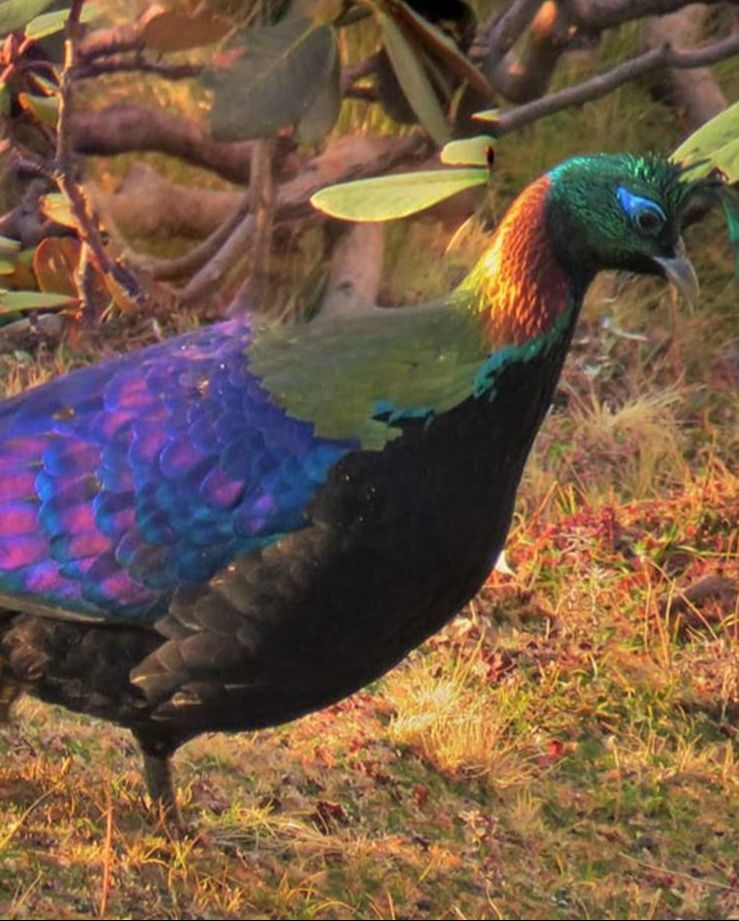 Himalayan Monal.jpg