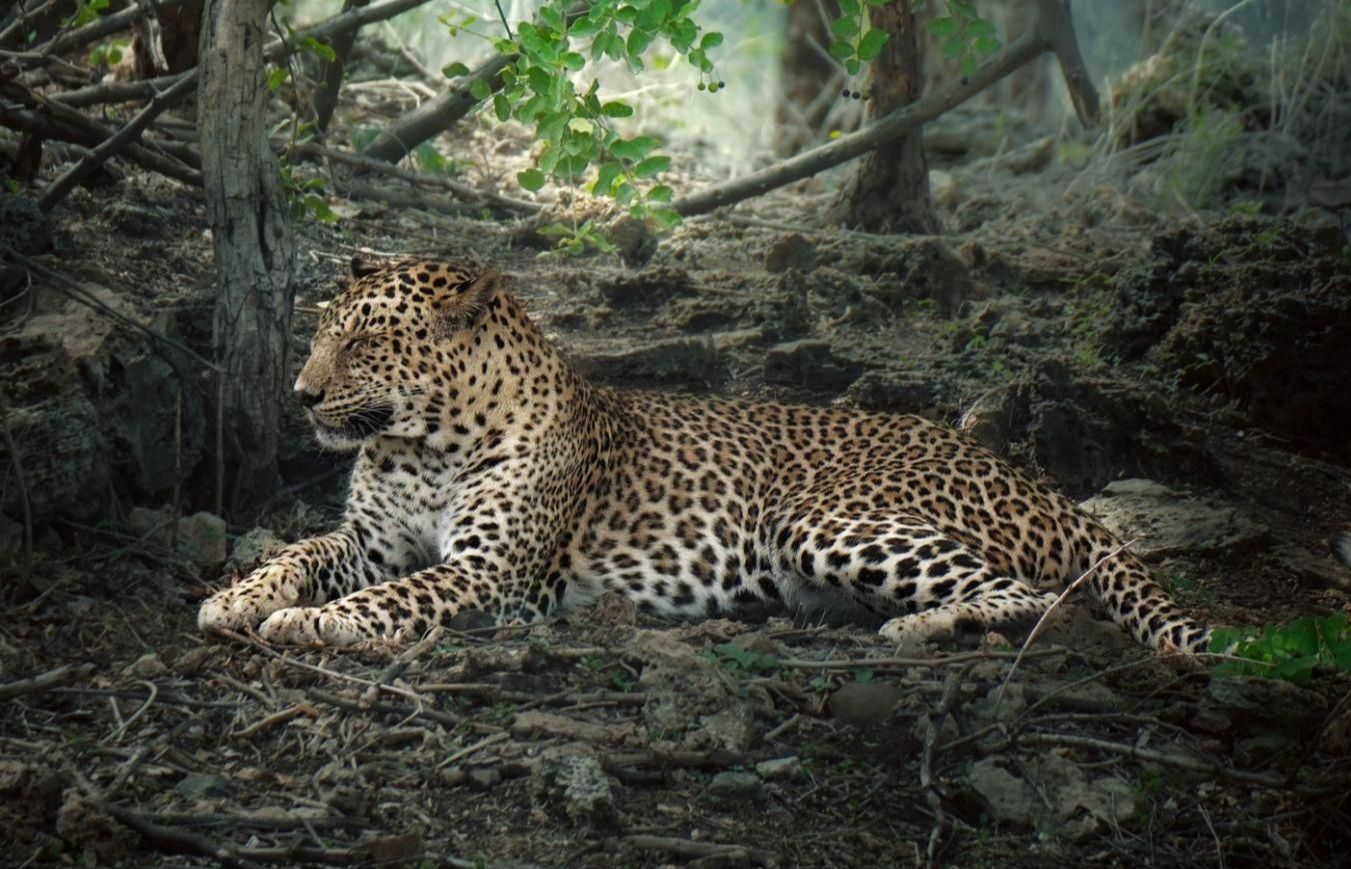 Indian Leopard.jpg